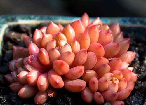 多肉叶子有黑斑是什么原因造成的