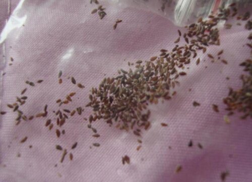 小雏菊种子怎么种植方法