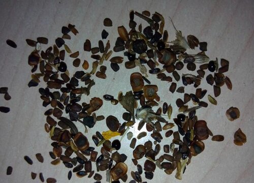 小雏菊种子怎么种植方法