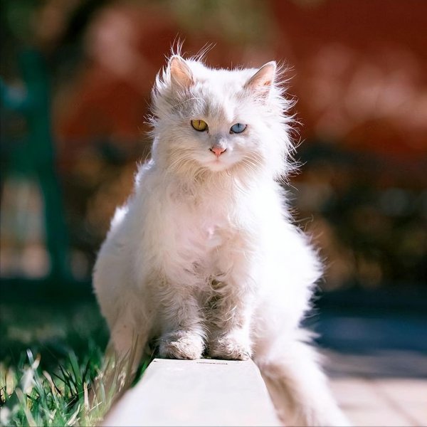 狮子猫的优点和缺点