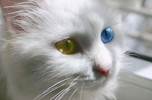 狮子猫的优点和缺点