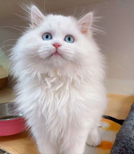 狮子猫的优点和缺点