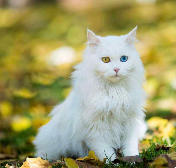 狮子猫的优点和缺点