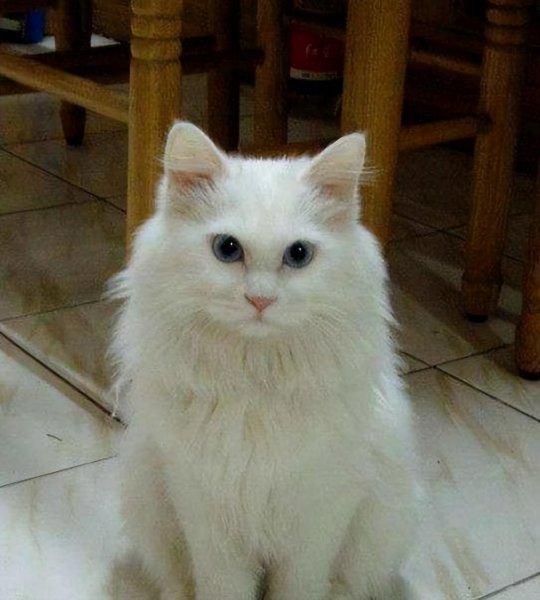 狮子猫的优点和缺点