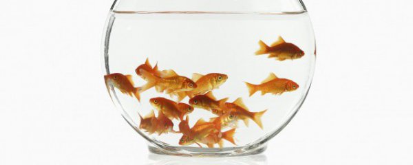 干燥客厅适合养什么鱼