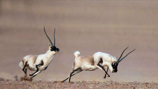 世界上跑最快的动物