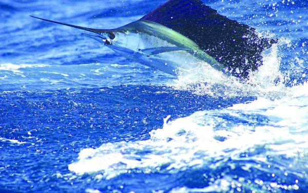 世界上跑最快的动物