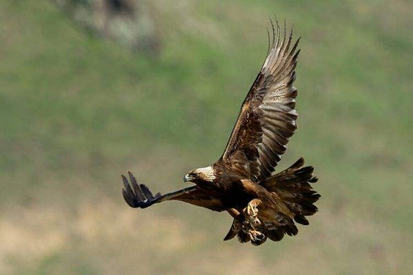 世界上跑最快的动物