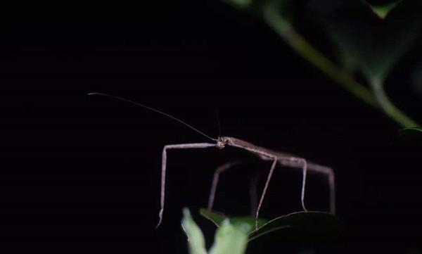 常见夜行动物有哪些