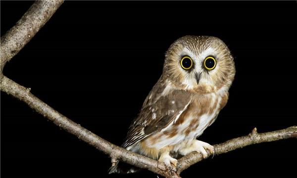 常见夜行动物有哪些