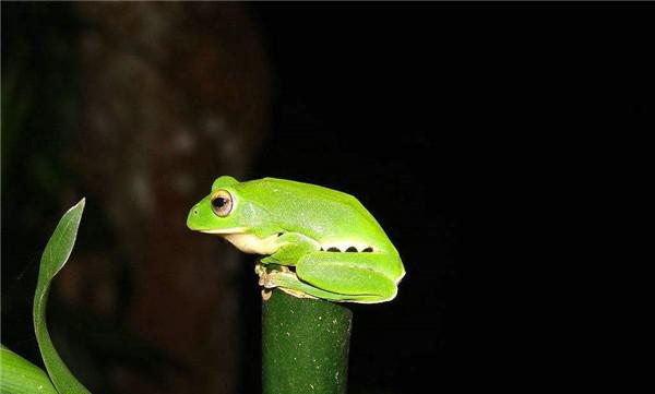 常见夜行动物有哪些