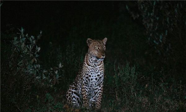 常见夜行动物有哪些
