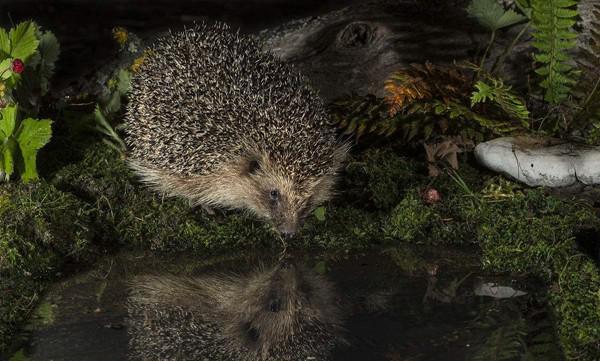 常见夜行动物有哪些