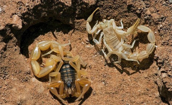 农村养殖什么好养又好卖