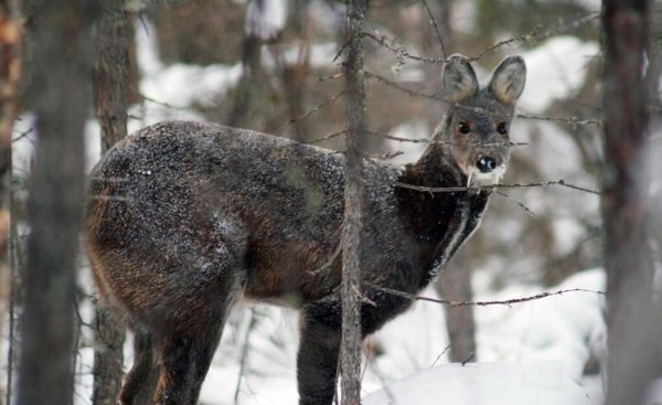 农村养殖什么好养又好卖