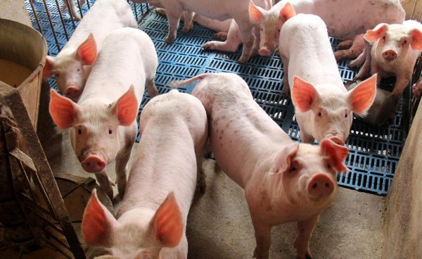 农村养殖什么好养又好卖