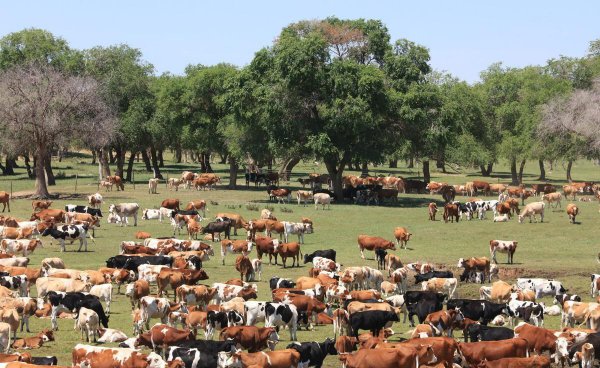 农村养殖什么好养又好卖