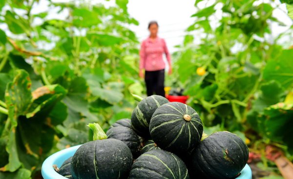 卖菜的利润大概在多少