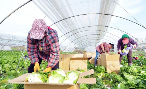 卖菜的利润大概在多少