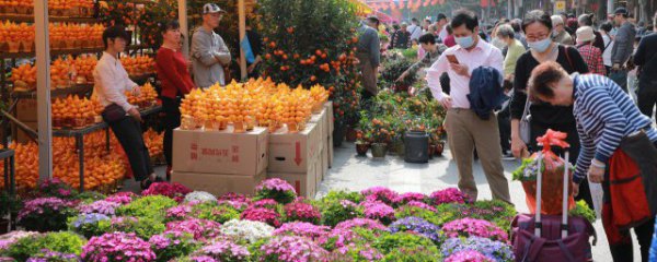 大厅过年摆什么花好