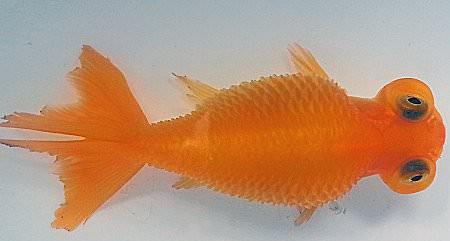 鱼炸鳞了是什么原因引起的