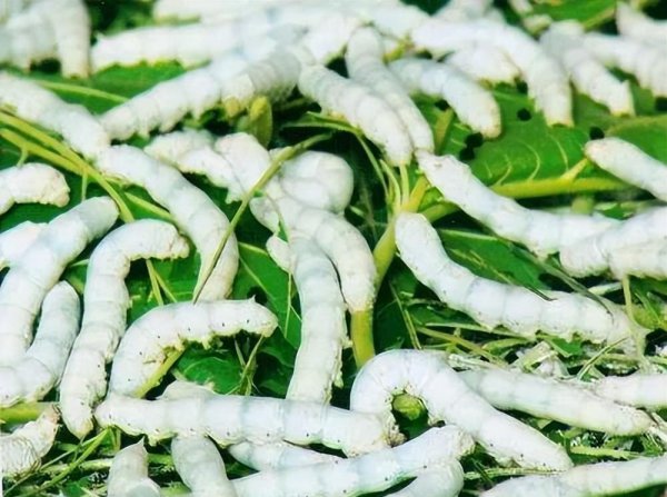 蚕吐丝结茧要多长时间