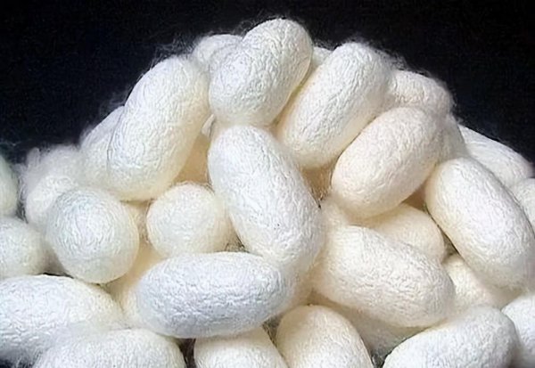 蚕吐丝结茧要多长时间