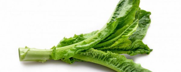 莴苣的叶子怎么吃