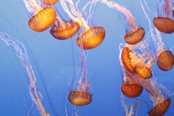 帕劳是什么国家