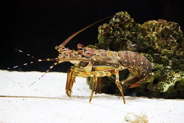 帕劳是什么国家