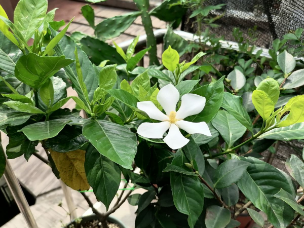 为什么家里不能养栀子花