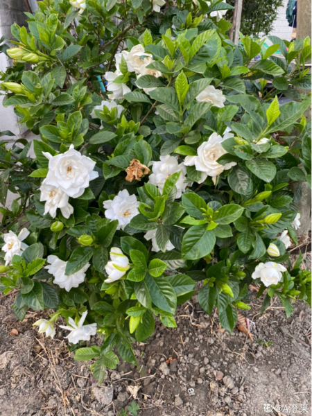 为什么家里不能养栀子花