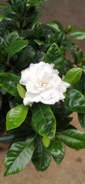 为什么家里不能养栀子花