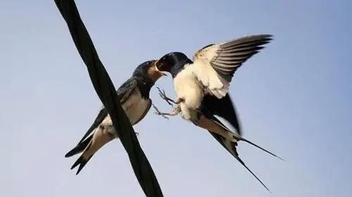 燕子南飞到哪里去了