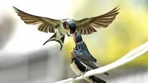 燕子南飞到哪里去了