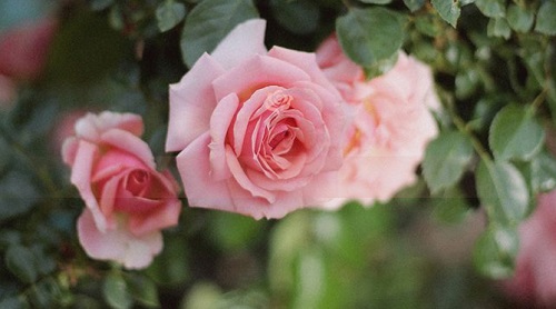 月季扦插生根最快方法