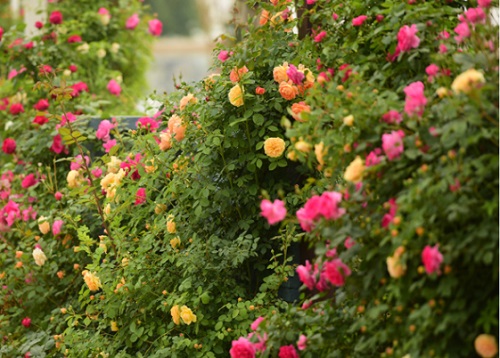 月季扦插生根最快方法