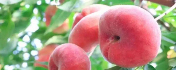 蟠桃怎样挑甜度高