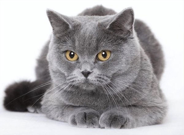 英短和美短的区别在哪里