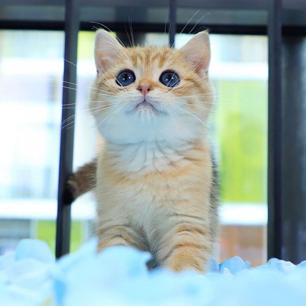 英短和美短的区别在哪里