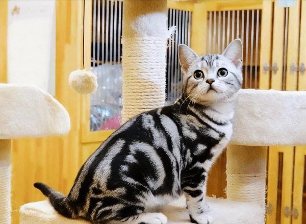 英短和美短的区别在哪里