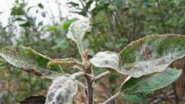 新栽苹果树长虫子就像白色蜘蛛网一样