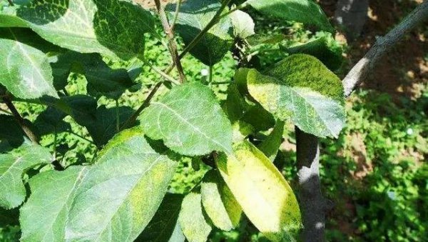 新栽苹果树长虫子就像白色蜘蛛网一样