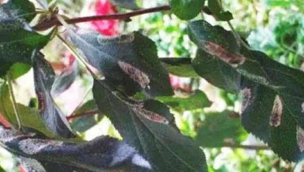 新栽苹果树长虫子就像白色蜘蛛网一样