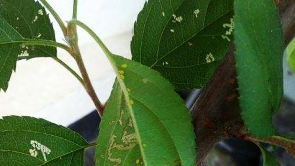 新栽苹果树长虫子就像白色蜘蛛网一样