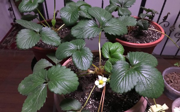 盆栽草莓怎么养才长得好看