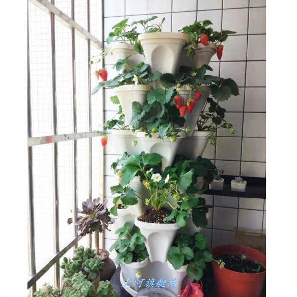 盆栽草莓怎么养才长得好看