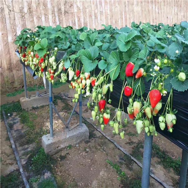 盆栽草莓怎么养才长得好看