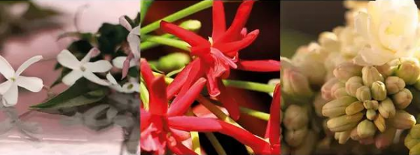 古驰最火的一款香水