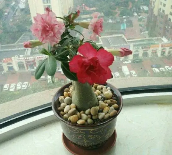 沙漠玫瑰寿命几年